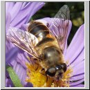 Eristalis tenax - Scheinbienen-Keilfleckschwebfliege w07.jpg
